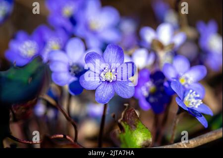 Anemonoides blanda, syn. Anemone blanda, die Balkan-Anemone, Windblume, Nahaufnahme, selektiver Fokus Stockfoto