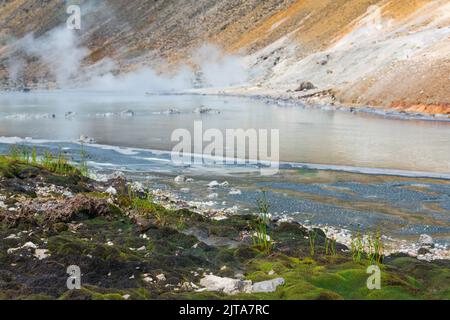 Extremophile Vegetation am Ufer eines heißen mineralisierten vulkanischen Sees, die an die ersten Landpflanzen erinnert Stockfoto