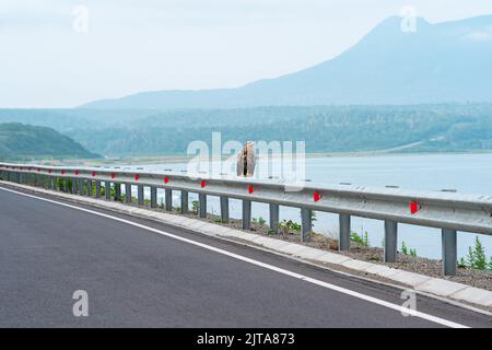 Grauer Seeadler sitzt auf einer Verkehrsbarriere am Rande einer Küstenstraße vor dem Hintergrund einer nebligen Bucht, Kunashir Island Stockfoto