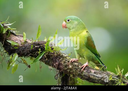 Orange-chinned Sittich (Brotogeris jugularis) auf Zweig in tropischen Regenwald, Costa Rica thront. Stockfoto