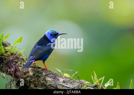 Rotbeiniges Honigkriechmännchen (Cyanerpes cyaneus) mit Brutgefieder, im Baum sitzend, Costa Rica. Stockfoto