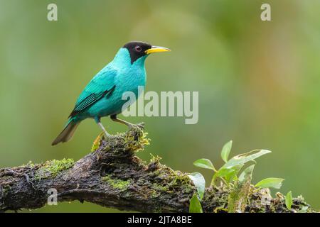 Grüner Honigkräher (Chlorophanes spiza) Männchen, der auf einem Zweig im tropischen Regenwald in Costa Rica thront. Stockfoto