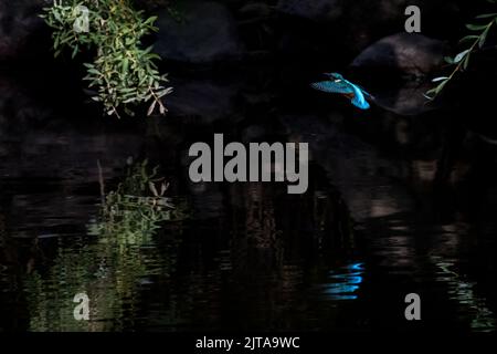 Kingfisher (Alcedo atthis) im Kontext fliegen über dem Fluss Wharfe mit seiner elektrischen blauen Reflexion auf dem Wasser unten, West Yorkshire, England, Großbritannien Stockfoto