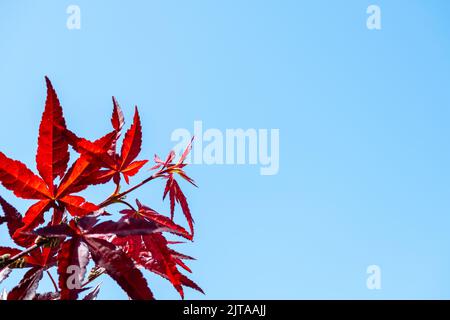 Acer japonicum, Amur-Ahorn, Japanese-Ahorn Fullmoon-Ahorn, Japan Südkorea. Acer Baum, Gärtner Traum Acer Orange Red Dream Laubpalmatum Stockfoto