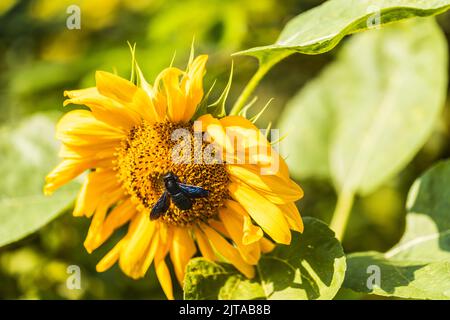 Violette Zimmermannbiene auf einer Sonnenblume. Xylocopa violacea. Stockfoto