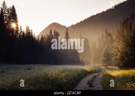 Schöne Landschaft Blick auf Landstraße über eine grüne Wiese mit Morgennebel umgeben von Wald bei Sonnenaufgang Stockfoto