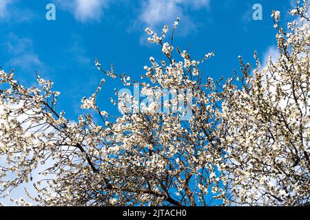 Beschneiden Sie blühende Almendro-Bäume (Prunus dulcis). Stockfoto