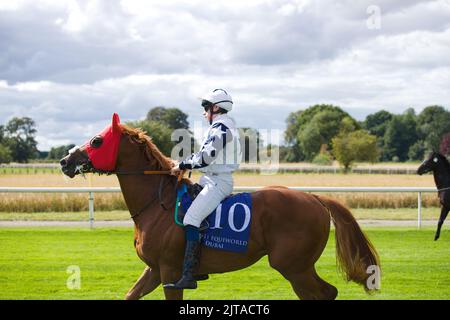 Jockey Callum Shepherd bei „Never Just A Dream at York Races“. Stockfoto