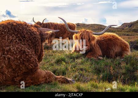 Die Herde von Hochlandrindern, die auf der Wiese ruht. Schottland. Stockfoto