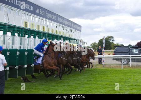 Jockeys und ihre Pferde verlassen die Starttore während der Al Basti Equiworld Dubai Gimcrack Stakes im Rahmen des Ebor Festival at York Races. Wi Stockfoto