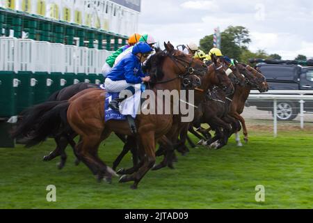 Jockeys und ihre Pferde verlassen die Starttore während der Al Basti Equiworld Dubai Gimcrack Stakes im Rahmen des Ebor Festival at York Races. Wi Stockfoto