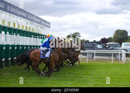 Jockeys und ihre Pferde verlassen die Starttore während der Al Basti Equiworld Dubai Gimcrack Stakes im Rahmen des Ebor Festival at York Races. Wi Stockfoto