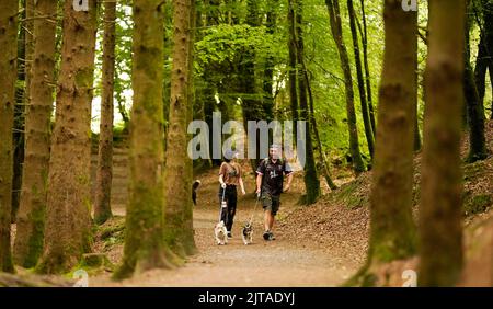 Im Glen Barrow Forrest in der Nähe von Portlaoise in Co Laois laufen die Menschen mit ihren Hunden. Bilddatum: Montag, 29. August 2022. Stockfoto