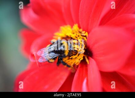 Biene auf Bischof von Llandaff dahlia Stockfoto