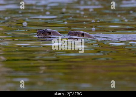 Otter in River Stour, Dorset Stockfoto