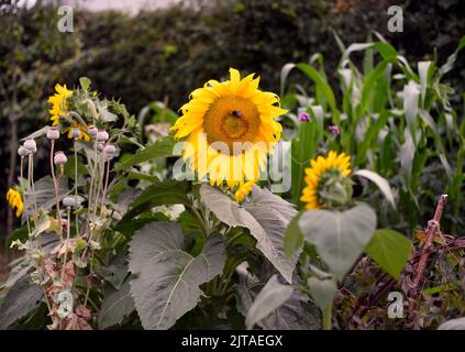 Eine Biene in einem wilden Garten mit Sonnenblumen, Großbritannien. Stockfoto