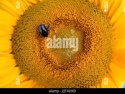 Eine Biene in einem wilden Garten mit Sonnenblumen, Großbritannien. Stockfoto