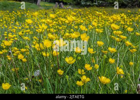 Eine niedrige Aufnahme eines Feldes von Butterblumen (Ranunculus arvensis) in Belper, Derbyshire, England Stockfoto