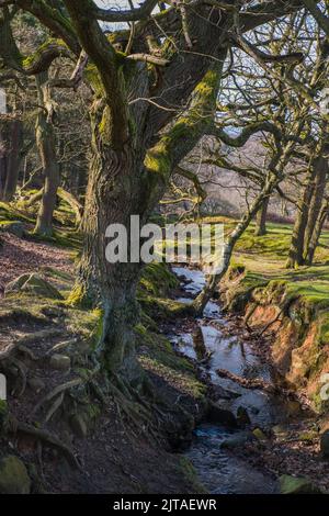 Ein Bach, der durch Wälder auf dem Longshaw-Anwesen des National Trust im Peak District National Park, Derbyshire, England, fließt Stockfoto