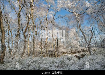 Eine Winterwaldszene in der Nähe von Matlock, Derbyshire, England Stockfoto