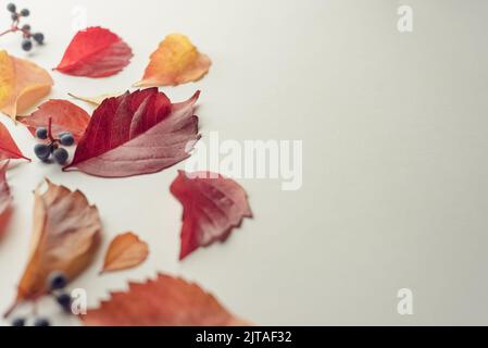 Herbstkomposition. Trockene Herbstblätter auf weißem Hintergrund. Selektiver Fokus. Rote, orange und gelbe Blätter. Stockfoto