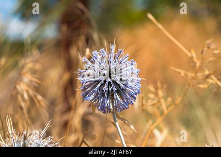 Kugeldistel Pflanze. Gattung Echinops oder Echinops sphaerocephalus auf der Wiese. Stockfoto