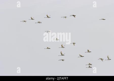 Cygnus cygnus, ein Schwarm Singschwäne, verlässt Großbritannien und fliegt nach Norden, auf Migration - einige rufen an. Yorkshire, England, britische Tierwelt Stockfoto