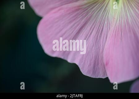 Natürliche Fotos von lebenden Wildflora Malgelblumen hellrosa Stockfoto