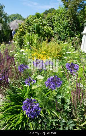 Agapanthus blüht während der Hitzewelle in den Aberglasney Gardens im Sommer August 2022 Llangathen Carmarthenshire Wales Großbritannien KATHY DEWITT Stockfoto