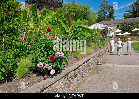 Rote und weiße Dahlien in Blüte und Rückansicht der Besucher Aberglasney Gardens im Sommer August 2022 Llangathen Carmarthenshire Wales UK KATHY DEWITT Stockfoto