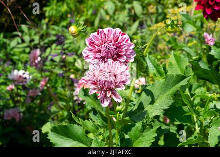 Bunte rote und weiße Dahlien in den Aberglasney Gardens im Sommer August 2022 Llangathen Carmarthenshire Wales UK KATHY DEWITT Stockfoto