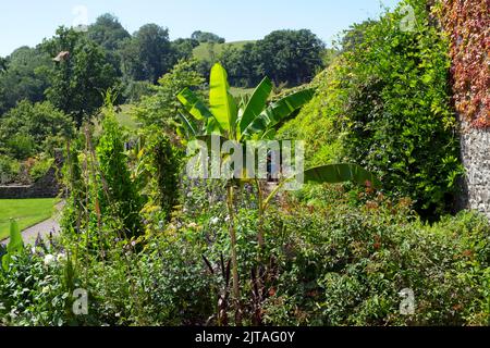 Aberglasney Gardens im Sommer August 2022 Llangathen Carmarthenshire Wales Großbritannien KATHY DEWITT Stockfoto