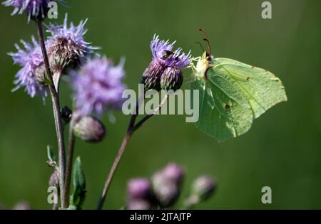 Eine Nahaufnahme des schönen gemeinen Schwemmsteins (Gonepteryx rhamni) auf plutlosen Disteln Stockfoto