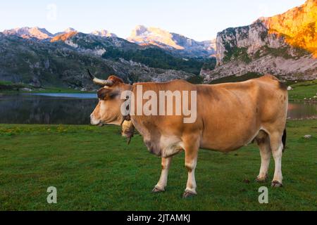 Asturian Mountain Cattle Kuh sitzt auf dem Rasen in einem Nationalpark zwischen den Bergen bei Sonnenuntergang Stockfoto