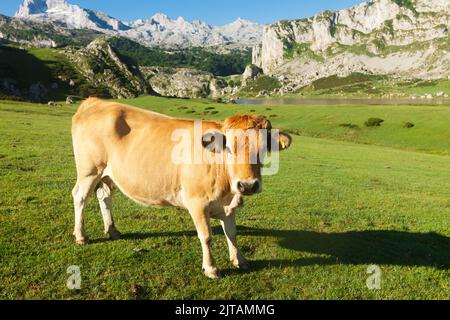 Asturian Mountain Cattle Kuh sitzt auf dem Rasen in einem Nationalpark Stockfoto