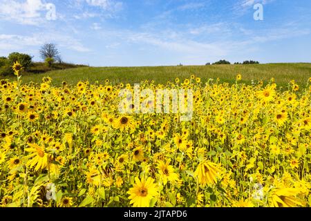 Landwirtschaftliches Feld mit gelben Sonnenblumen gegen den Himmel mit Wolken Stockfoto