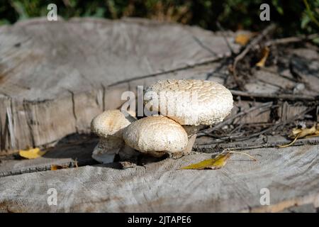 Champignons wachsen auf einem alten Stumpf. Weiße Pilze auf einem alten Baumschnitt im Herbst. Drei Pilze im Park. Stockfoto