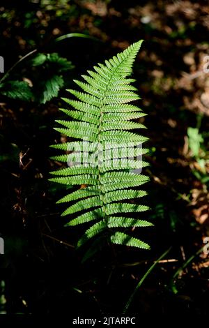 Hintergrundbeleuchtetes Fernblatt bei Sonnenuntergang in einem Wald. Stockfoto