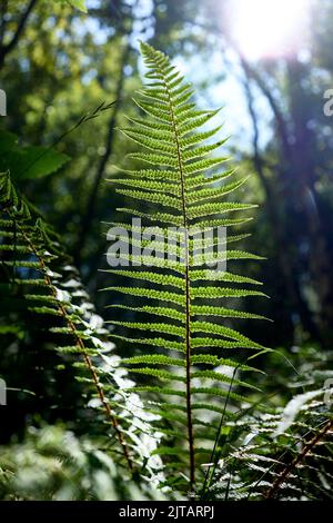 Hinterleuchtete Fern-Blattstruktur bei Tageslicht in einem Wald. Stockfoto