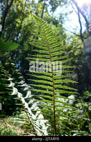 Hinterleuchtete Fern-Blattstruktur bei Tageslicht in einem Wald. Stockfoto