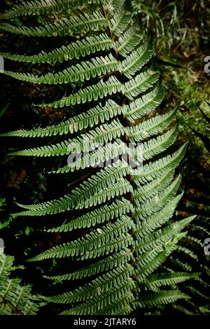 Hinterleuchtete Fern-Blattstruktur bei Tageslicht in einem Wald. Stockfoto