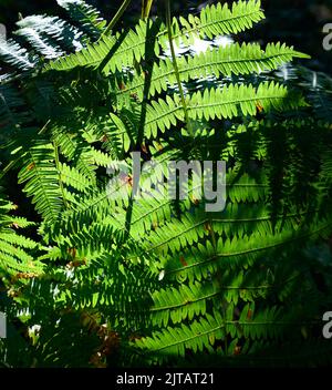 Hintergrundbeleuchtetes Fernblatt bei Sonnenuntergang in einem Wald. Stockfoto