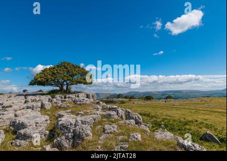 Lone Tree auf Kalksteinpflaster auf Farleton fiel in der Nähe von Burton-in-Kendal, Cumbria Stockfoto