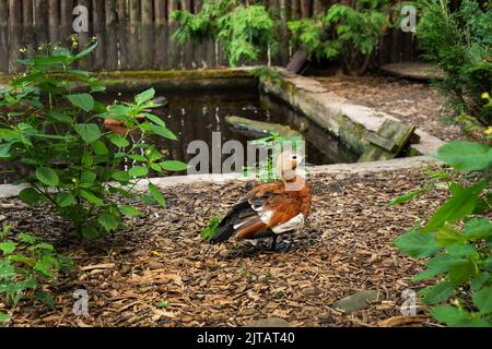 Eine wunderschöne bunte Mandarinente spaziert in der Nähe des künstlichen Teiches im Zoo Stockfoto