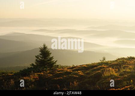 Morgennebel in Herbstbergen. Tannenbäume Silhouetten im Vordergrund. Wunderschöner Sonnenaufgang im Hintergrund. Landschaftsfotografie Stockfoto