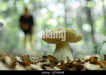 Große weiße Pilz Steinpilze im Herbstwald mit Mädchen Silhouette im Hintergrund. Landschaftsfotografie Stockfoto