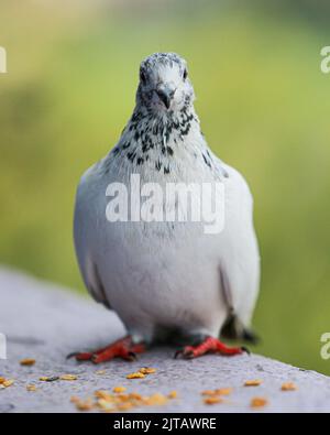 Kathmandu, Bagmati, Nepal. 29. August 2022. Common White Pigeon blickt beim Fotografen direkt auf die Kamera. (Bild: © Amit Machamasi/ZUMA Press Wire) Stockfoto