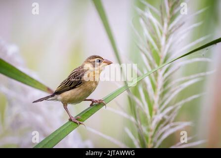 baya Weaver ist ein Weaverbird, der auf dem indischen Subkontinent und Südostasien gefunden wird. Stockfoto