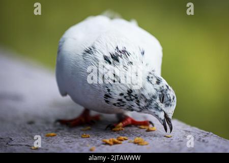 Kathmandu, Bagmati, Nepal. 29. August 2022. Eine weiße Taube, die auf einem Balkon Futterkörner genießt. (Bild: © Amit Machamasi/ZUMA Press Wire) Stockfoto