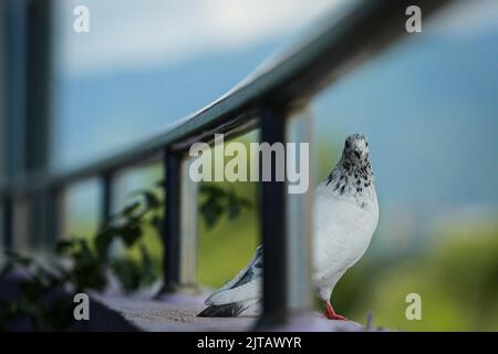 Kathmandu, Bagmati, Nepal. 29. August 2022. Common White Pigeon blickt beim Fotografen direkt auf die Kamera. (Bild: © Amit Machamasi/ZUMA Press Wire) Stockfoto